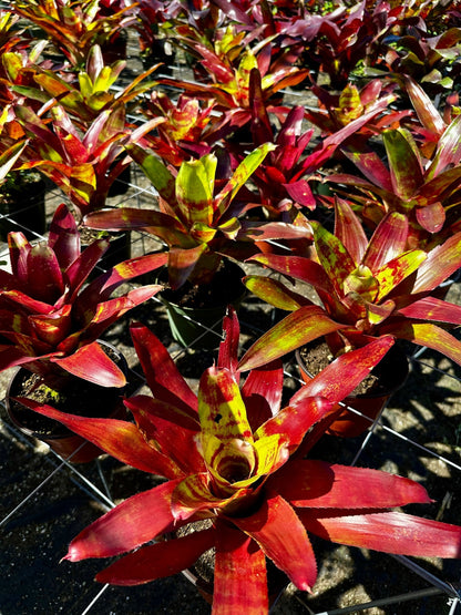 Rainforest Flora Neoregelia 'Lambert's Pride' - group view