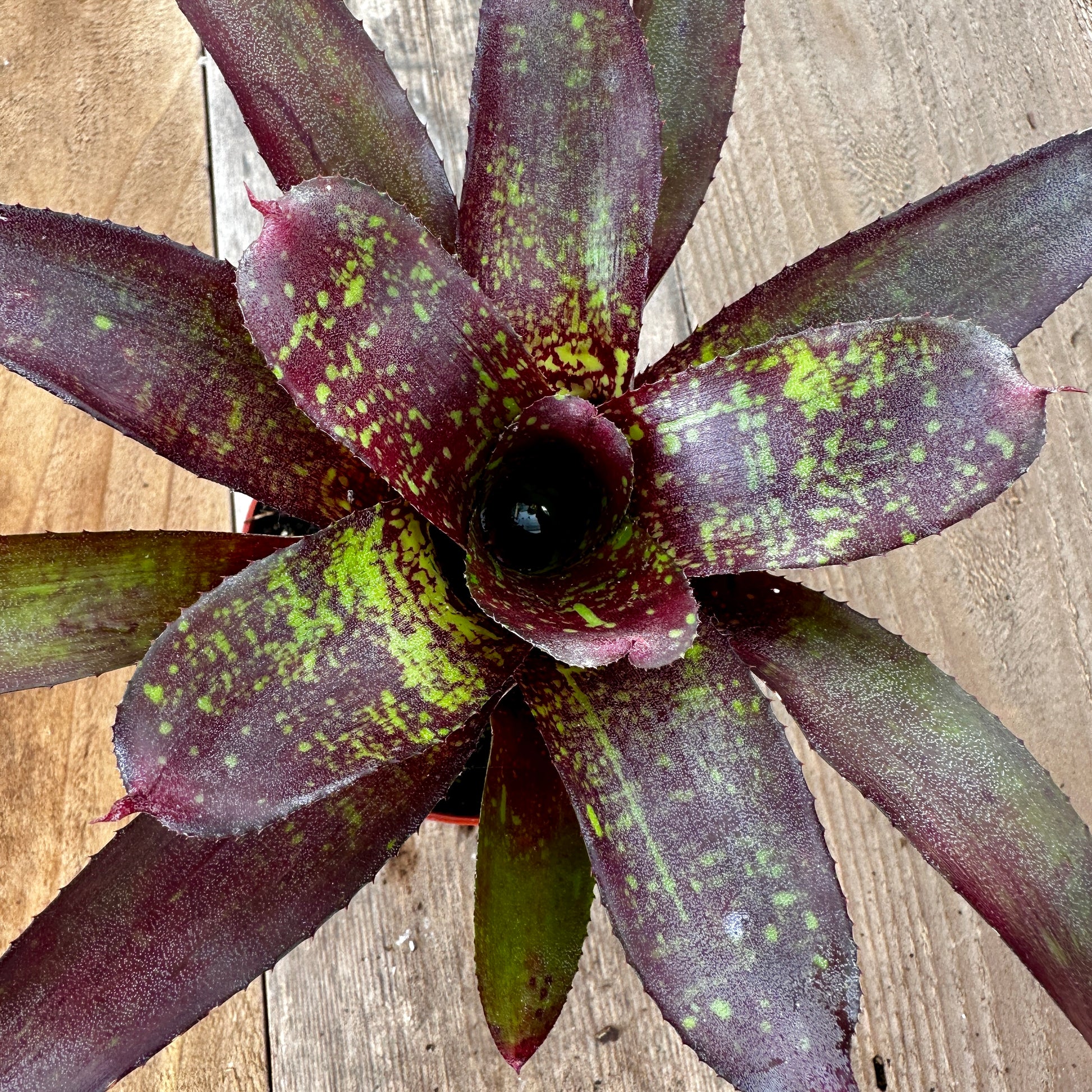Rainforest Flora Close-up of Neoregelia 'Little Africa' leaf rosette revealing broad brownish-green leaves with rich purple veneer on reclaimed cedar boards with natural patina