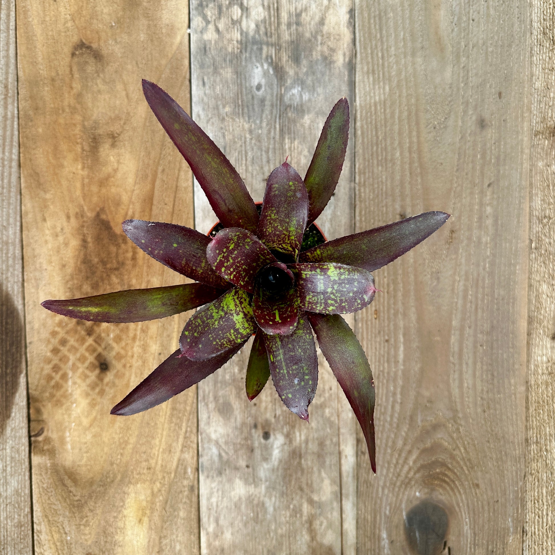 Rainforest Flora Overhead view of Neoregelia 'Little Africa' with broad dark brownish-green leaves and purple veneer, on vertical cedar boards with mixed gray and brown patina