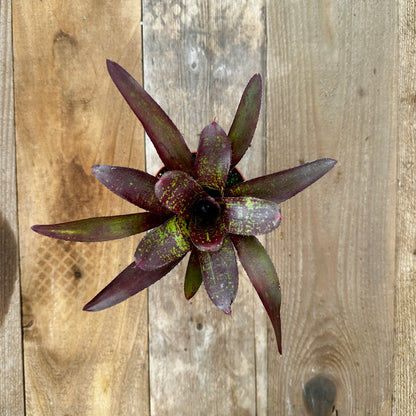 Rainforest Flora Overhead view of Neoregelia 'Little Africa' with broad dark brownish-green leaves and purple veneer, on vertical cedar boards with mixed gray and brown patina