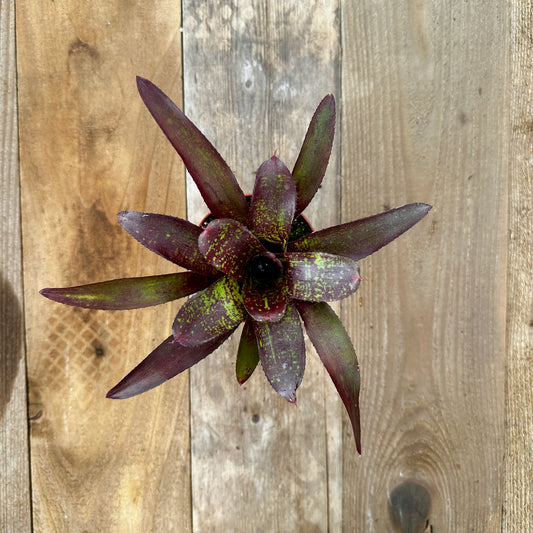Rainforest Flora Overhead view of Neoregelia 'Little Africa' with broad dark brownish-green leaves and purple veneer, on vertical cedar boards with mixed gray and brown patina
