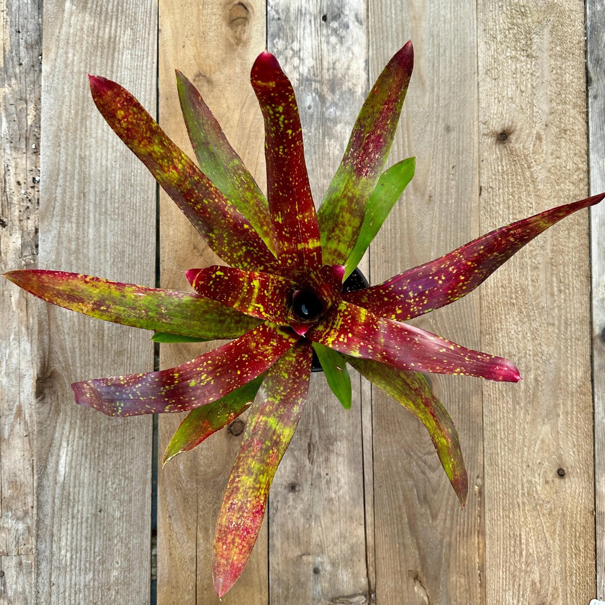 Neoregelia 'Lluvia' – Rainforest Flora
