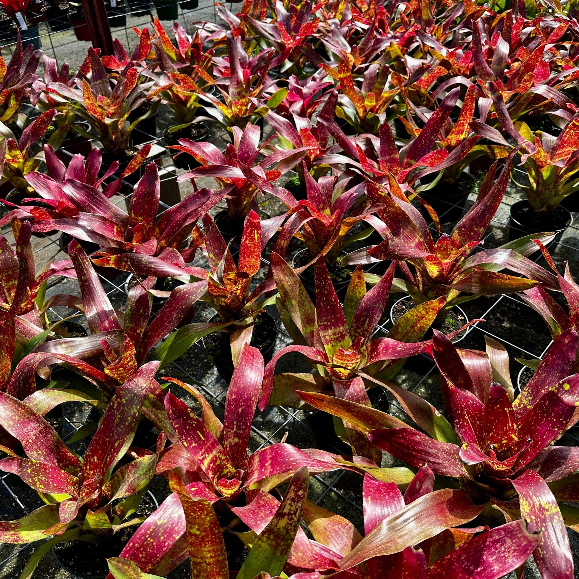 Rainforest Flora - Neoregelia 'Lluvia' - group view