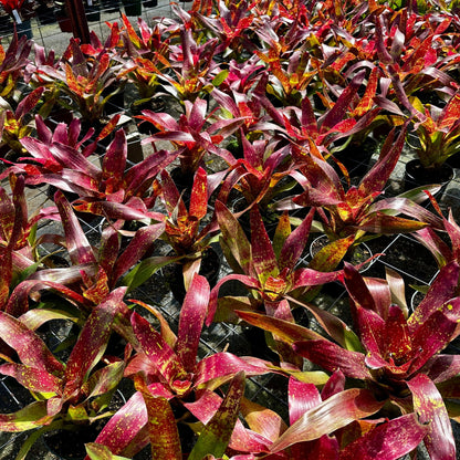 Rainforest Flora - Neoregelia 'Lluvia' - group view