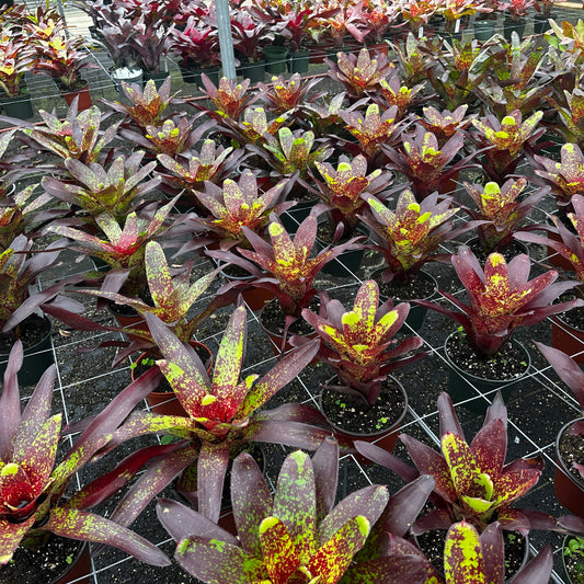 Rainforest Flora - Neoregelia purple 'Magenta Star' - group view