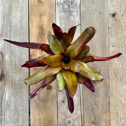 Rainforest Flora - Neoregelia 'Mocha Mint' x olens - above view