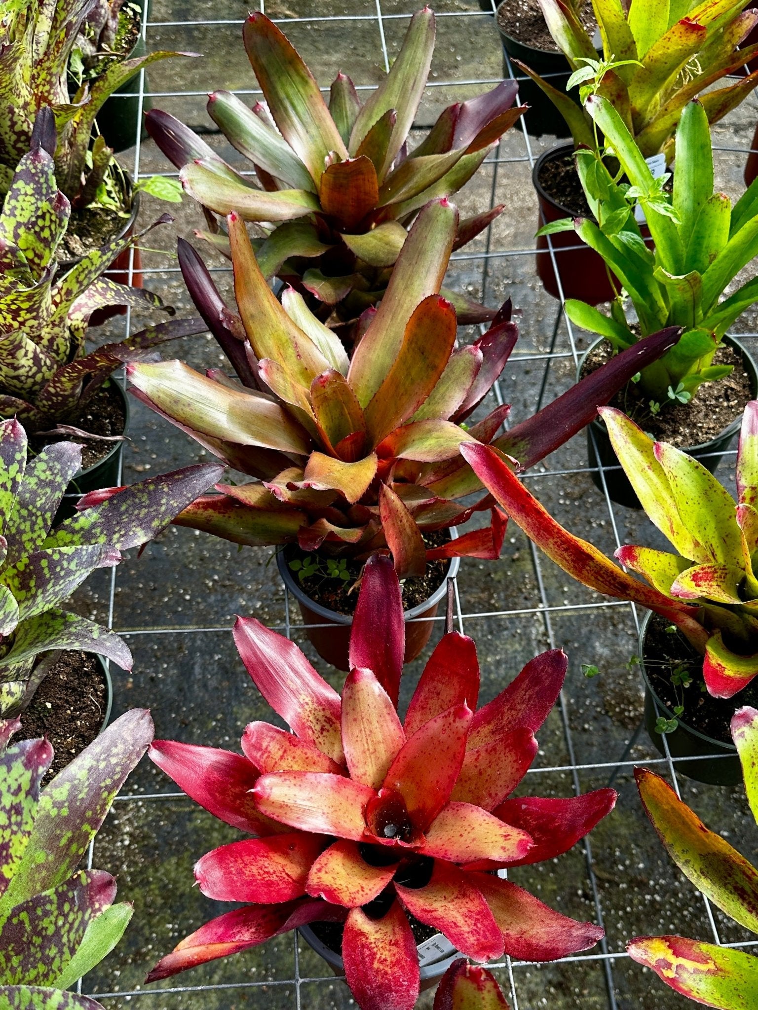 Neoregelia 'Mocha Mint' x 'Olens' – Rainforest Flora