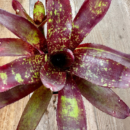 Rainforest Flora Close-up angled-down shot of Neoregelia 'Only Child' showing medium-green foliage with red and yellow banding, speckling, and flecks reminiscent of 'Lambert's Pride', resting on mixed-patina vertical cedar boards
