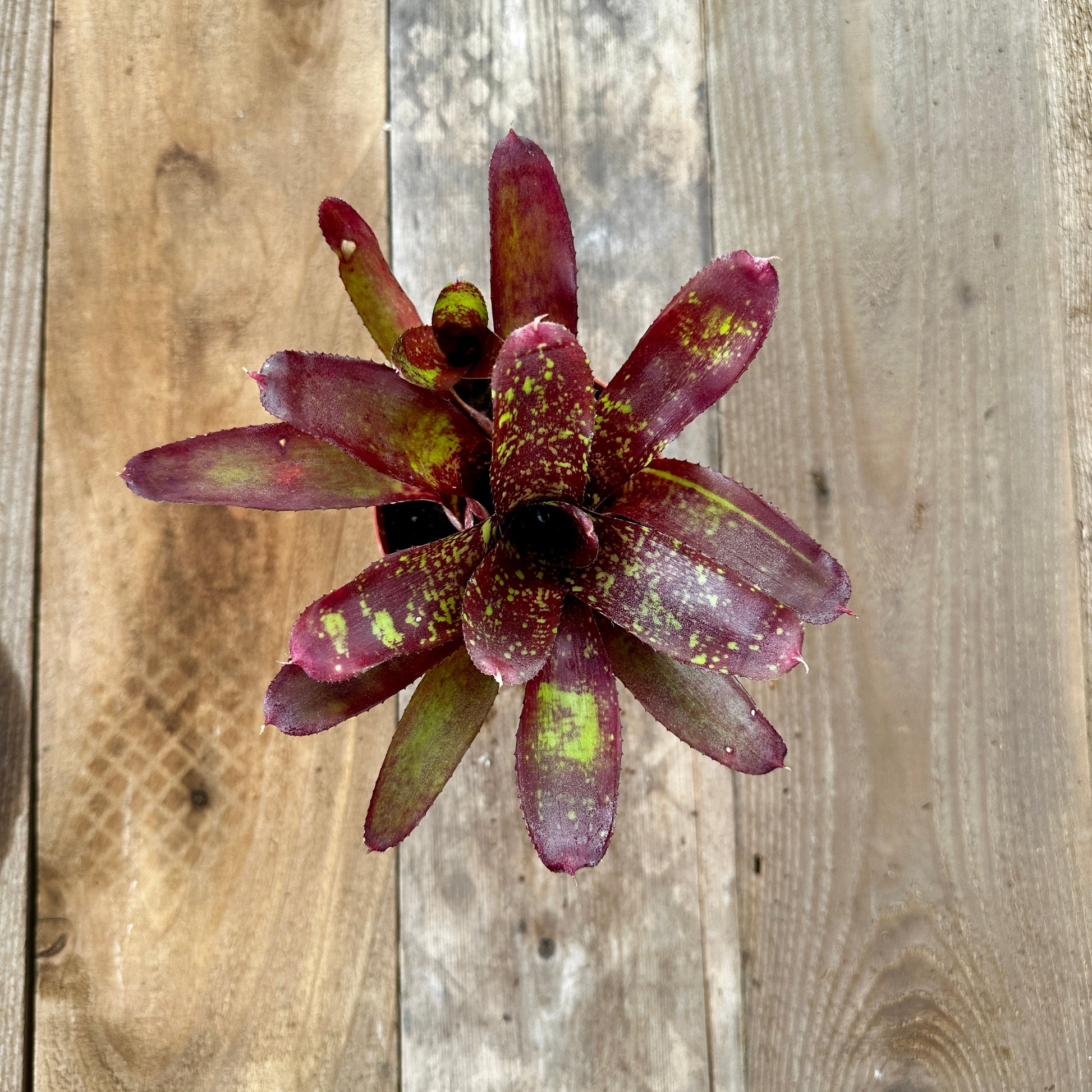 Rainforest Flora Overhead view of Neoregelia 'Only Child' with medium-green leaves and red to yellow banding, speckling, and flecks, on vertical cedar boards with mixed gray and brown patina