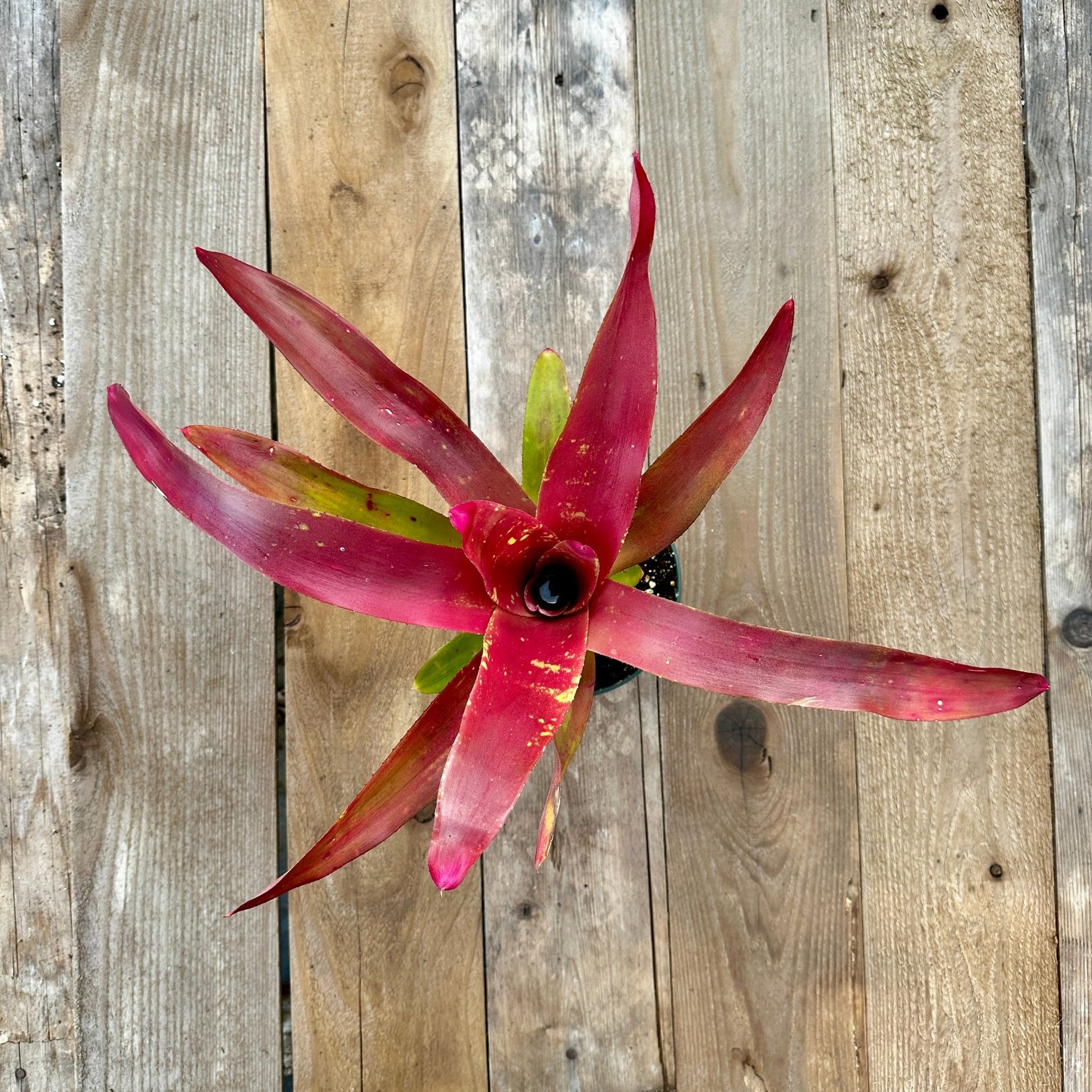 Rainforest Flora - Neoregelia 'Petra' - above view