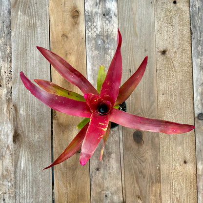 Rainforest Flora - Neoregelia 'Petra' - above view