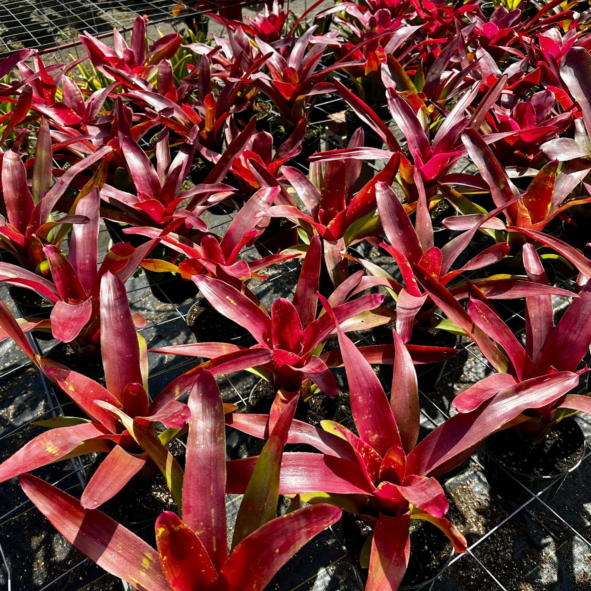 Rainforest Flora - Neoregelia 'Petra' - group view