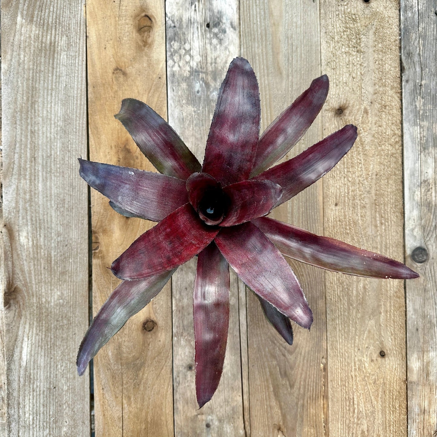 Rainforest Flora - Neoregelia 'Pink on Black' - above view