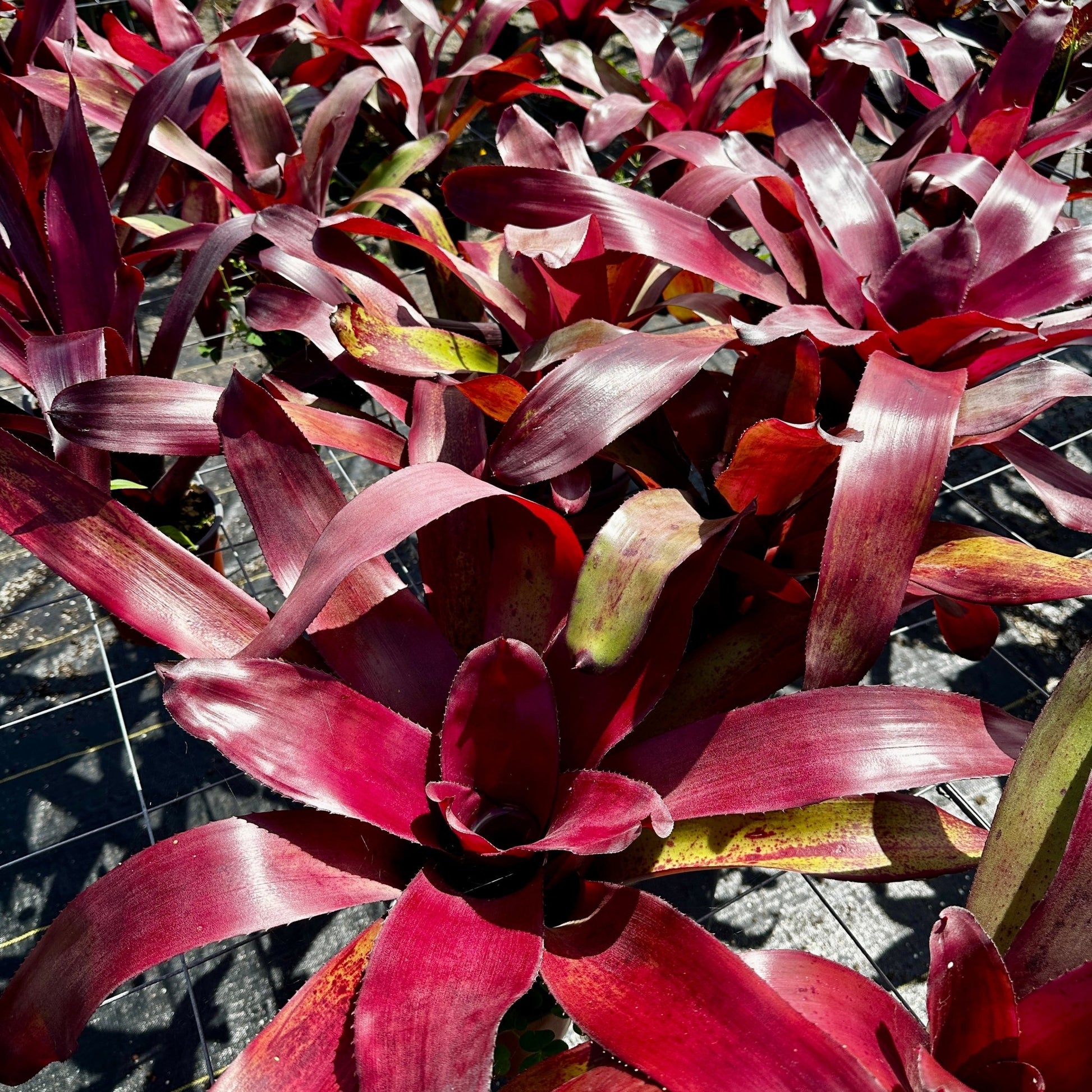 Rainforest Flora - Neoregelia 'Rainforest Red' - group view