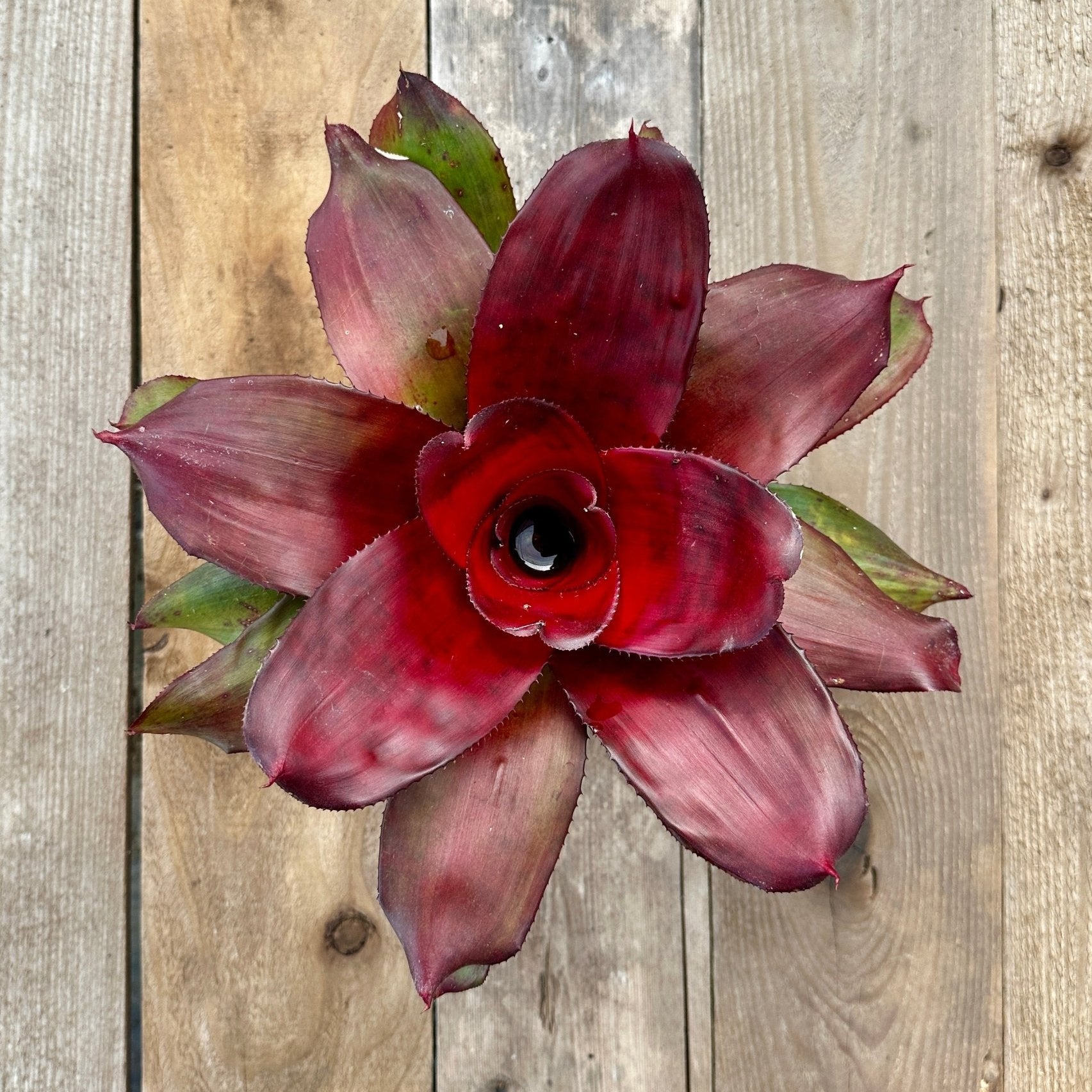 Neoregelia 'Royal Cordovan' – Rainforest Flora