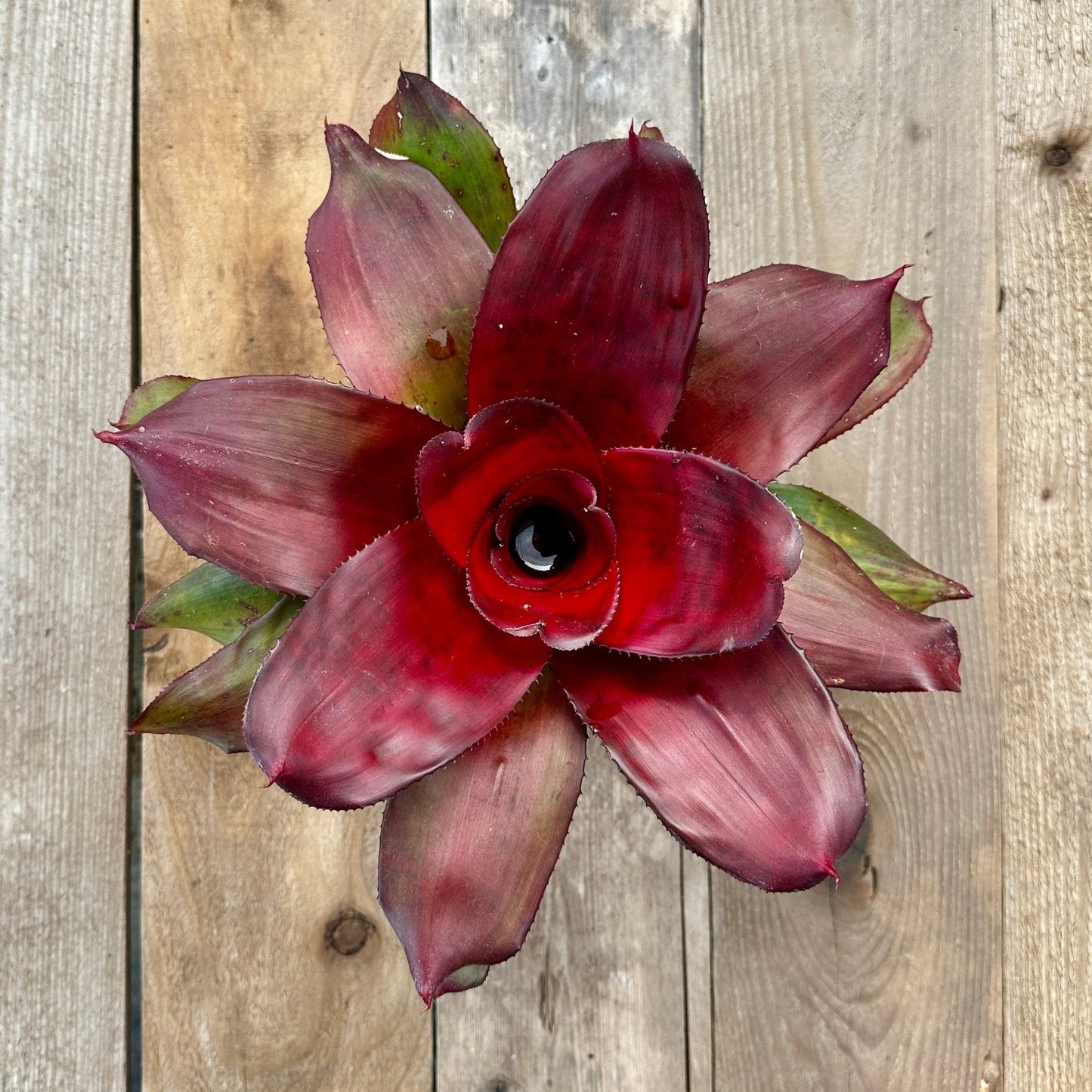 Rainforest Flora -Neoregelia 'Royal Cordovan' - above view