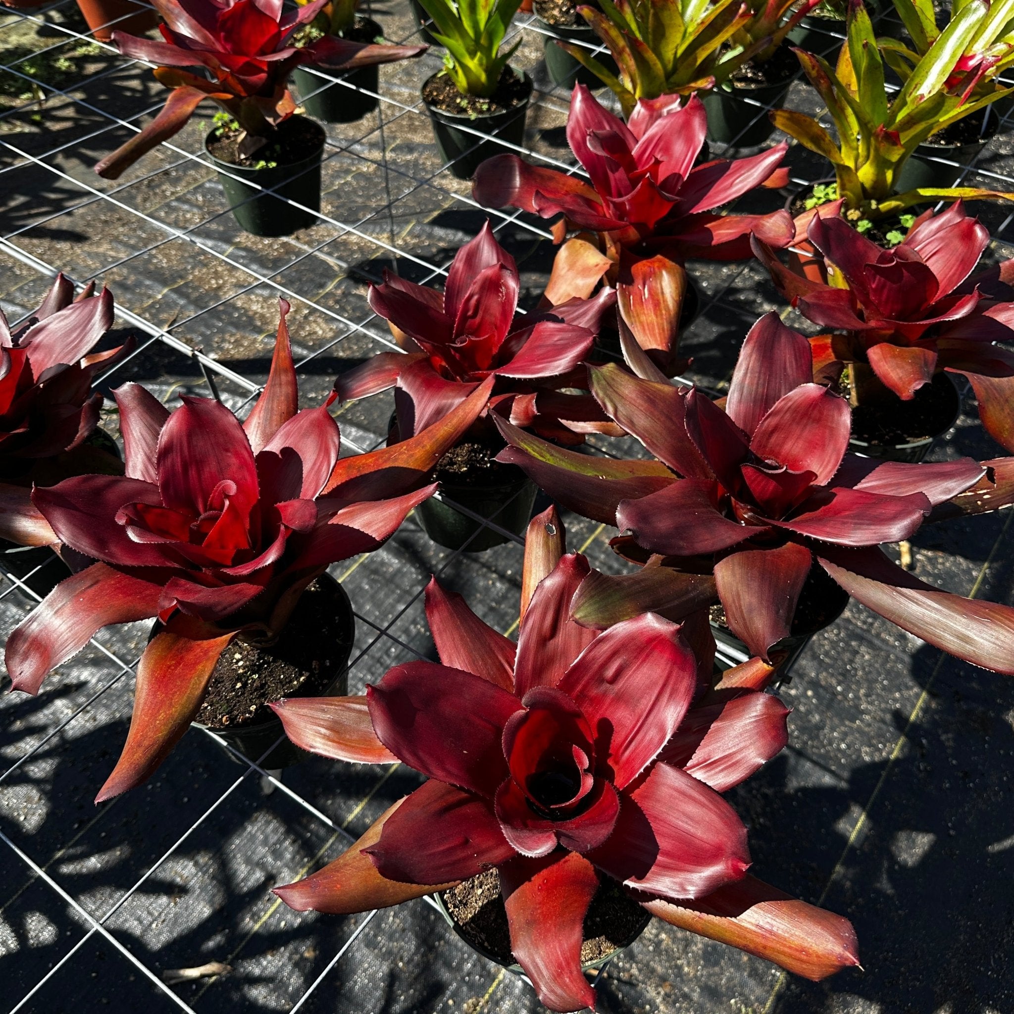 Neoregelia 'Royal Cordovan' – Rainforest Flora