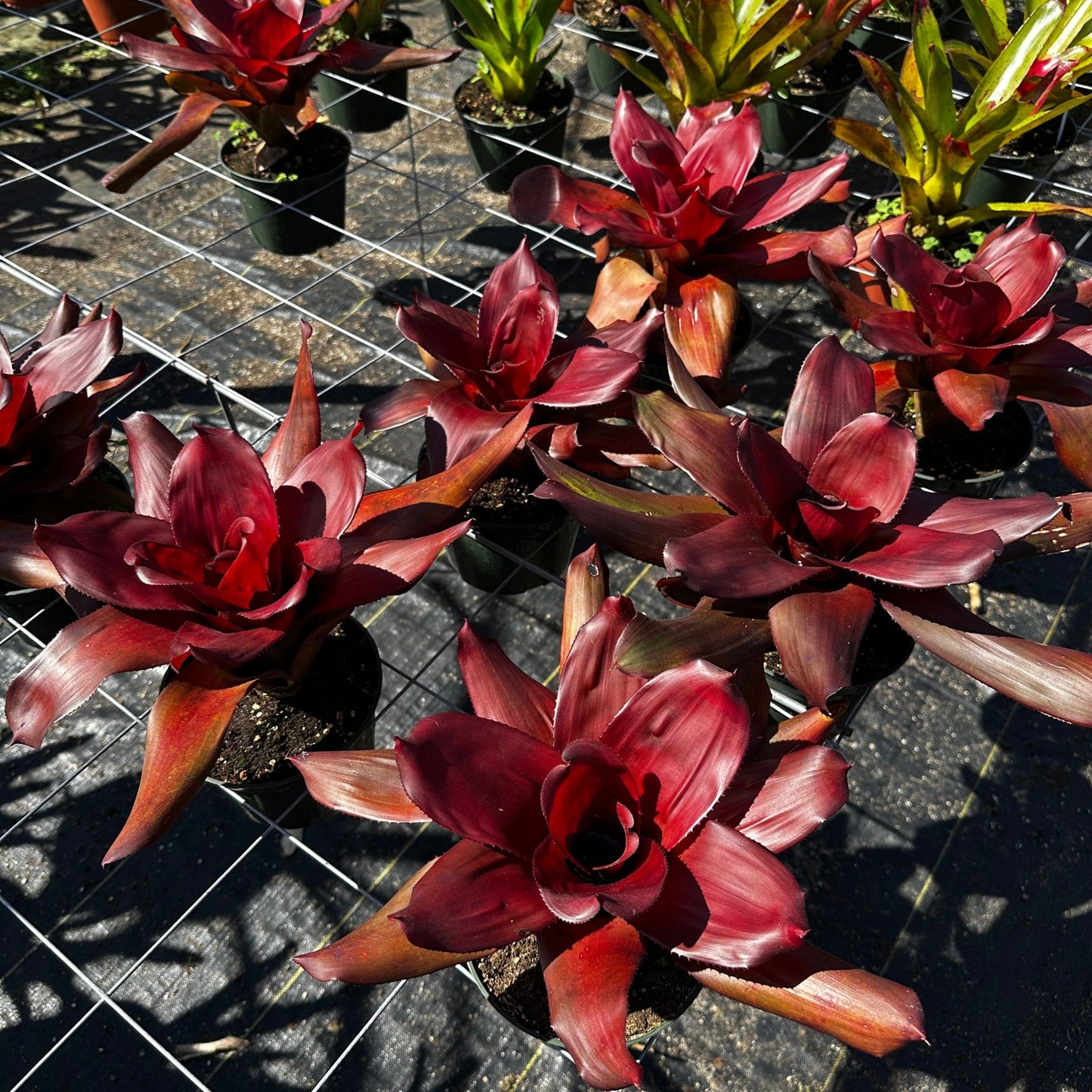 Rainforest Flora - Neoregelia 'Royal Cordovan' - group view