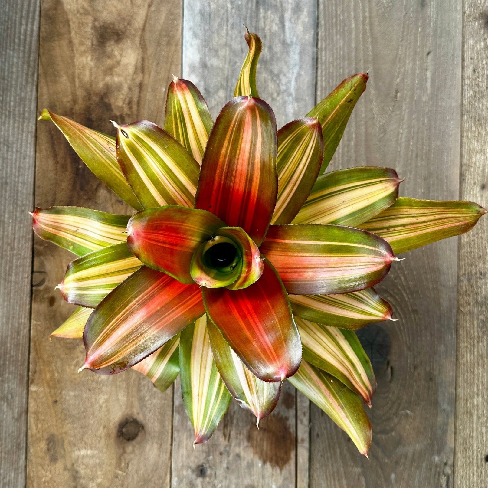 Neoregelia 'Skotak's Orange Crush' – Rainforest Flora