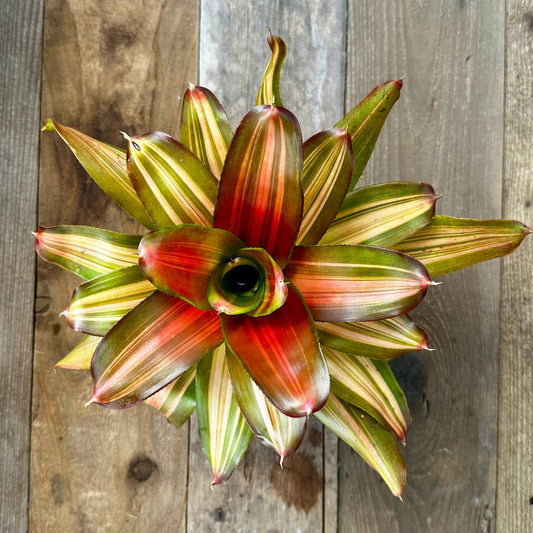 Rainforest Flora Neoregelia Skotak's Orange Crush - above view