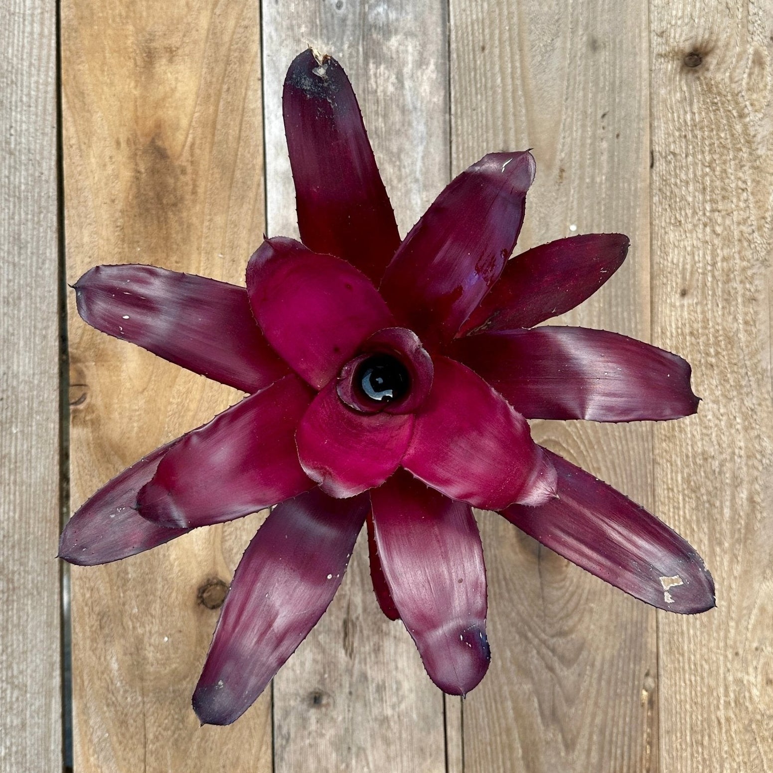 Rainforest Flora - Neoregelia 'Voodoo Doll' - above view