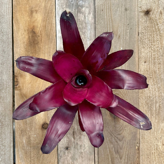 Rainforest Flora - Neoregelia 'Voodoo Doll' - above view