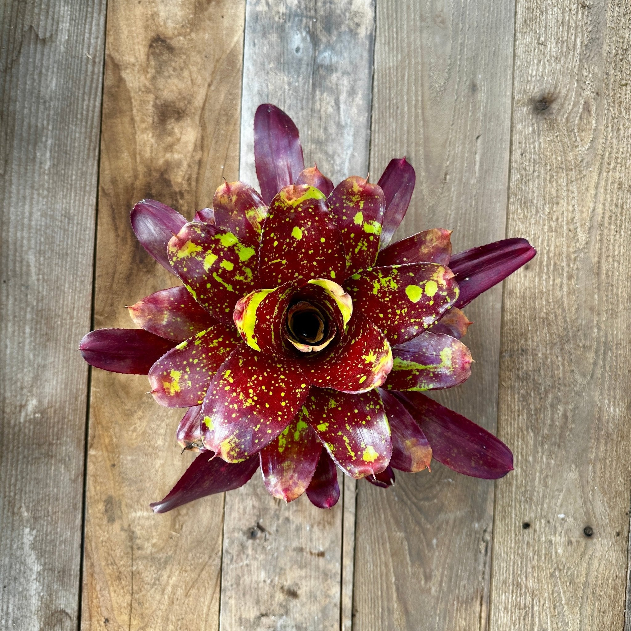 花卉圖21 Pof］Neoregelia 'Doo-Wop' variegata ネオレゲリア・ドゥーワップ