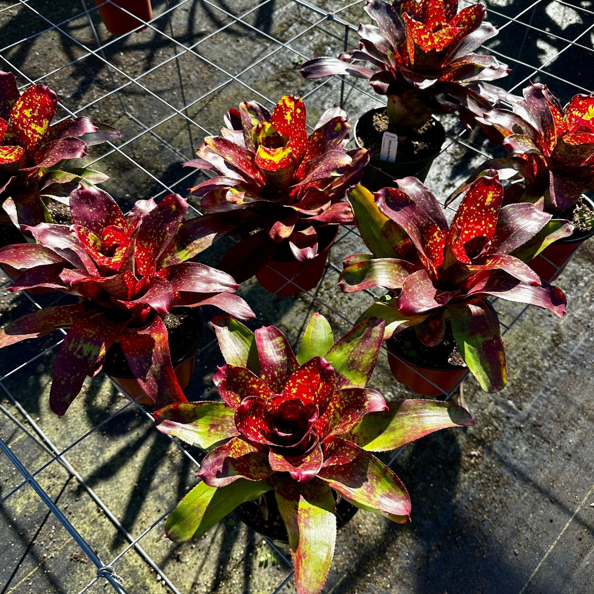 花卉圖21 Pof］Neoregelia 'Doo-Wop' variegata ネオレゲリア・ドゥーワップ