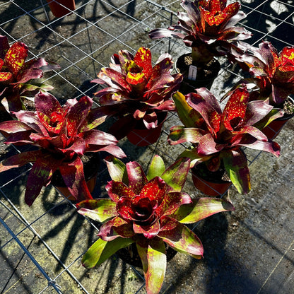 Rainforest Flora Neoregelia 'Winnie The Pooh' - group view