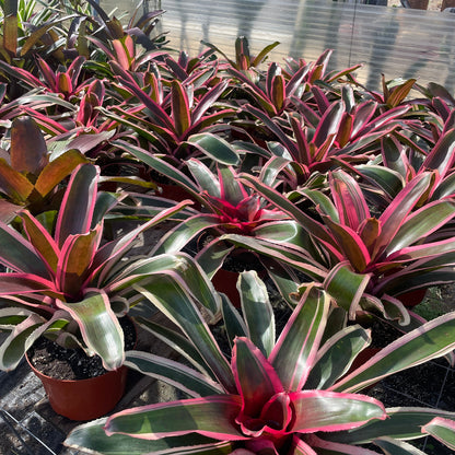 Neoregelia 'Yin' (N. carolinae x N. carcharodon)