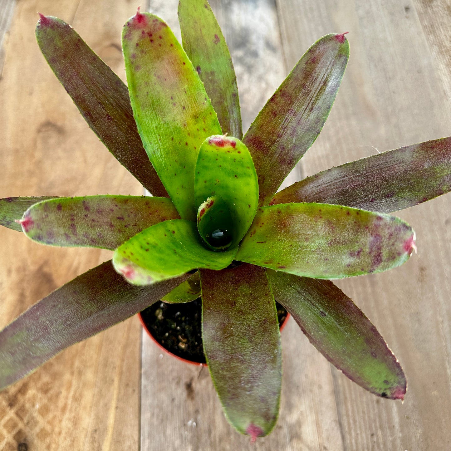 Close-up of Neoregelia olens leaf rosette on reclaimed cedar boards with natural patina