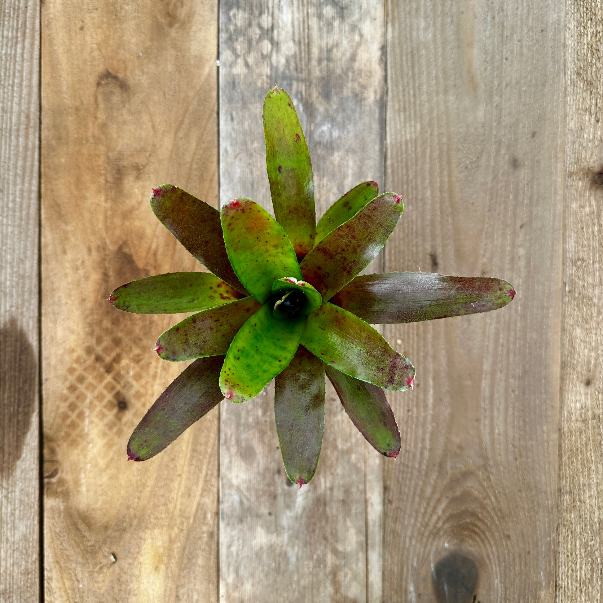 Overhead view of Neoregelia olens bromeliad on vertical cedar boards with mixed gray and brown patina