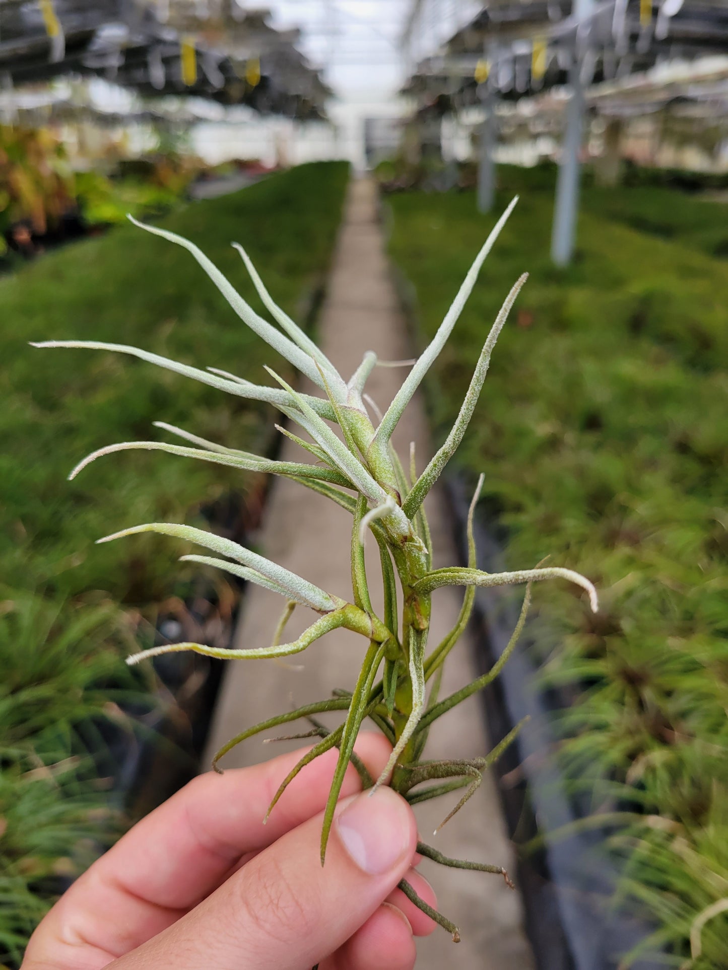 Tillandsia paleacea