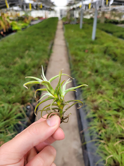 Tillandsia paleacea