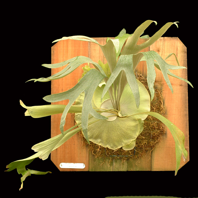 Platycerium hillii 'Panama' (Staghorn fern)