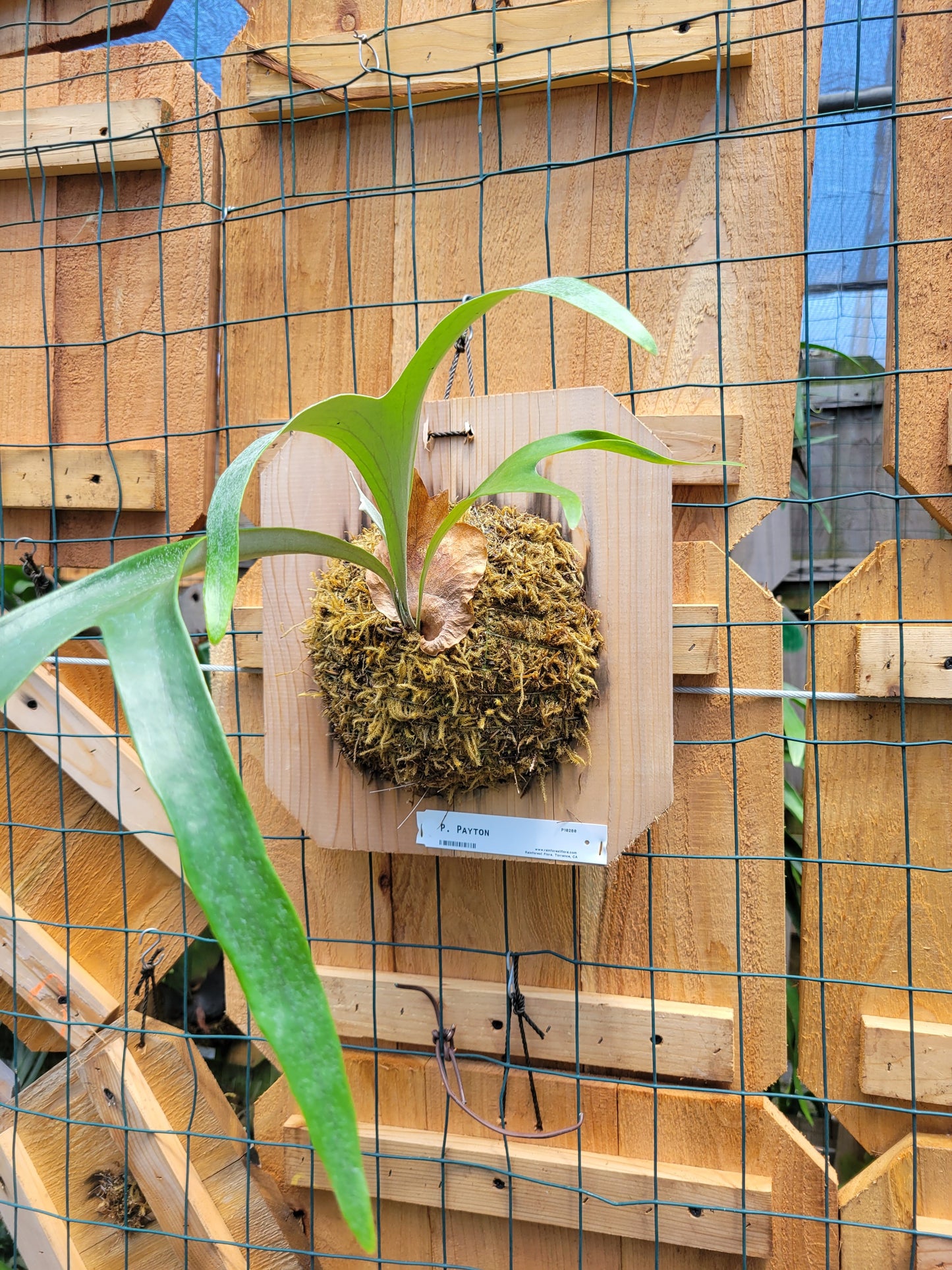 Platycerium willinckii 'Payton' (Staghorn fern)