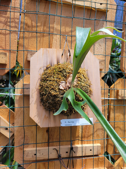 Platycerium willinckii 'Payton' (Staghorn fern)