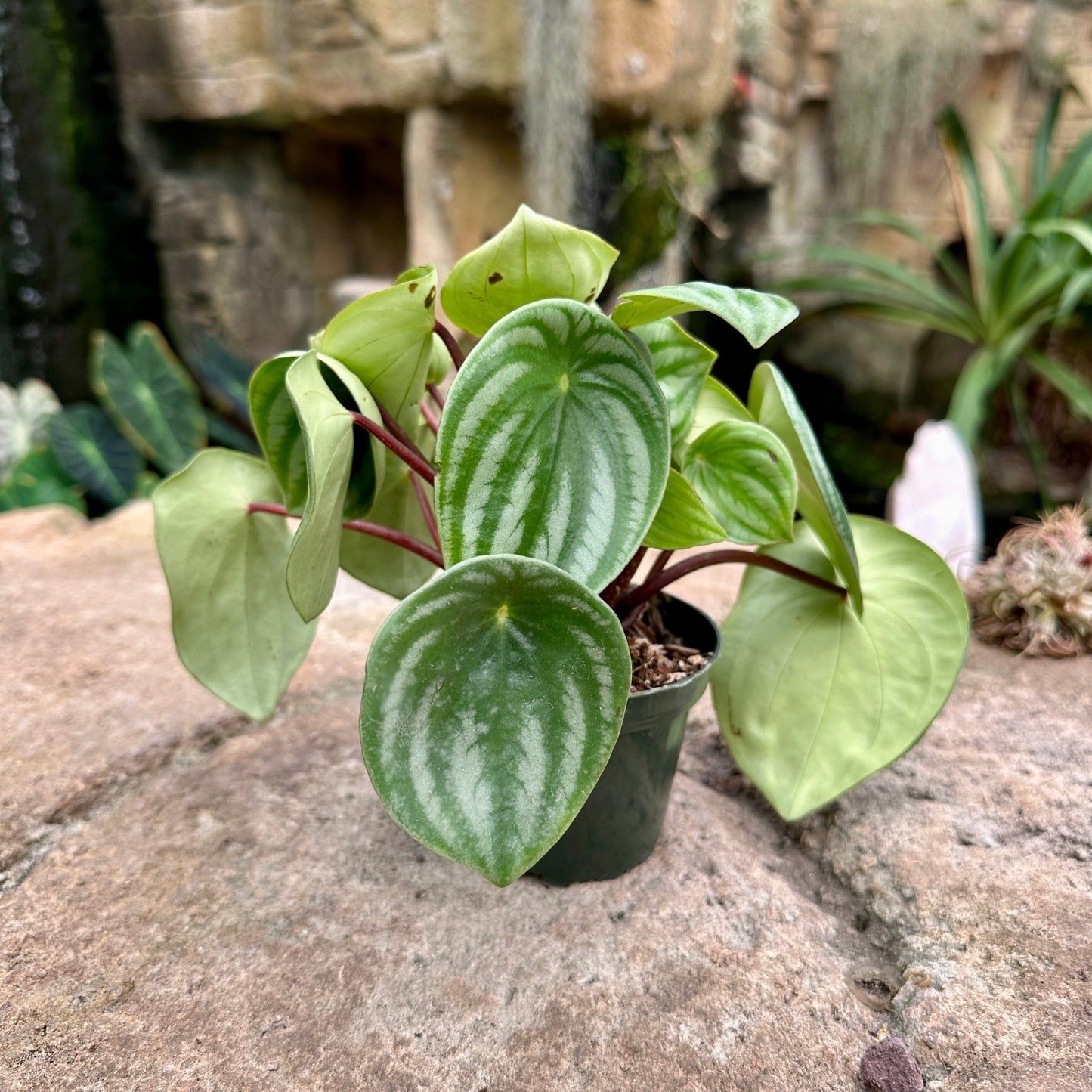 Peperomia argyreia - Watermelon Peperomia - Rainforest Flora