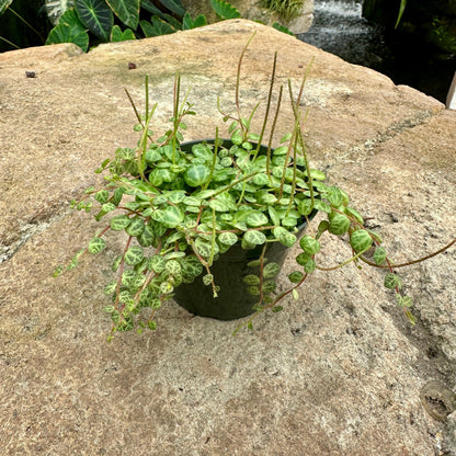 Peperomia prostrata - String of Turtles - Rainforest Flora