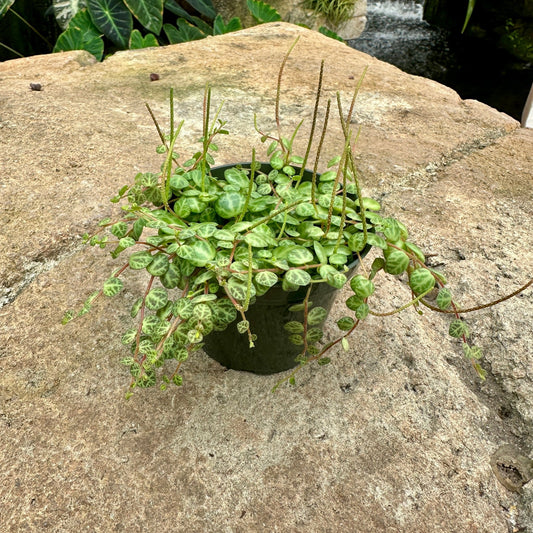 Peperomia prostrata - String of Turtles - Rainforest Flora