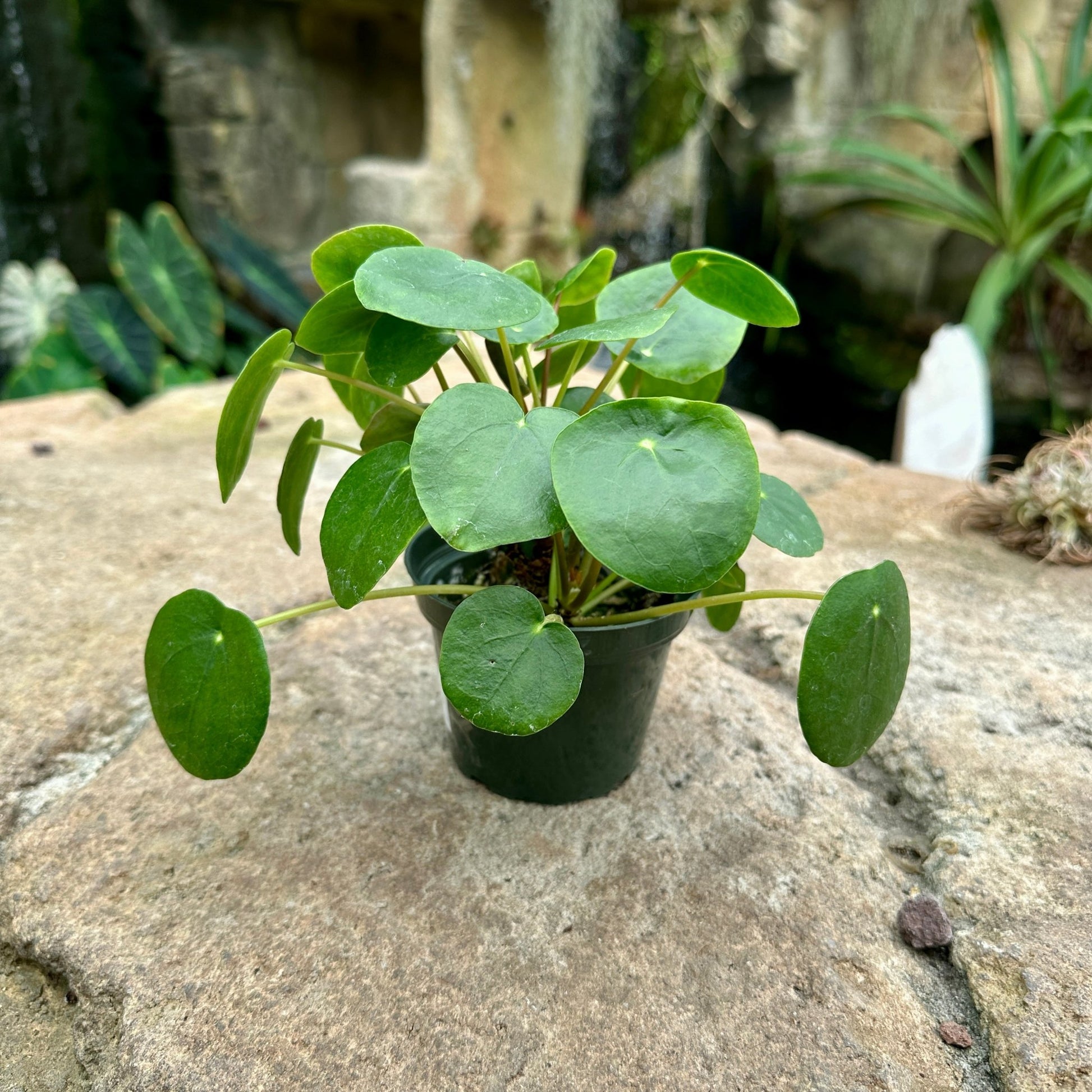 Pilea peperomioides - Chinese Money Plant - Rainforest Flora
