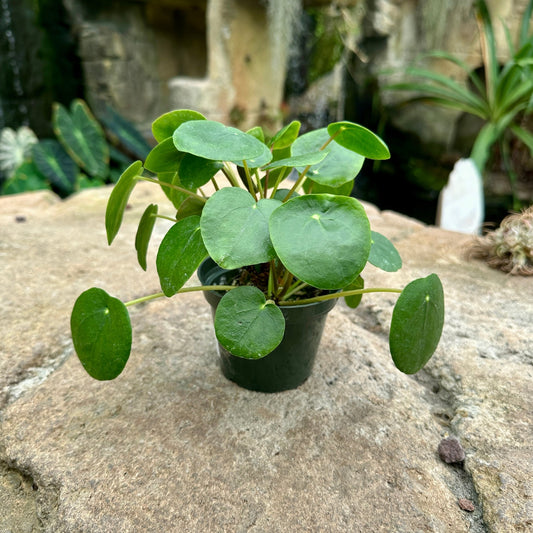 Pilea peperomioides - Chinese Money Plant - Rainforest Flora