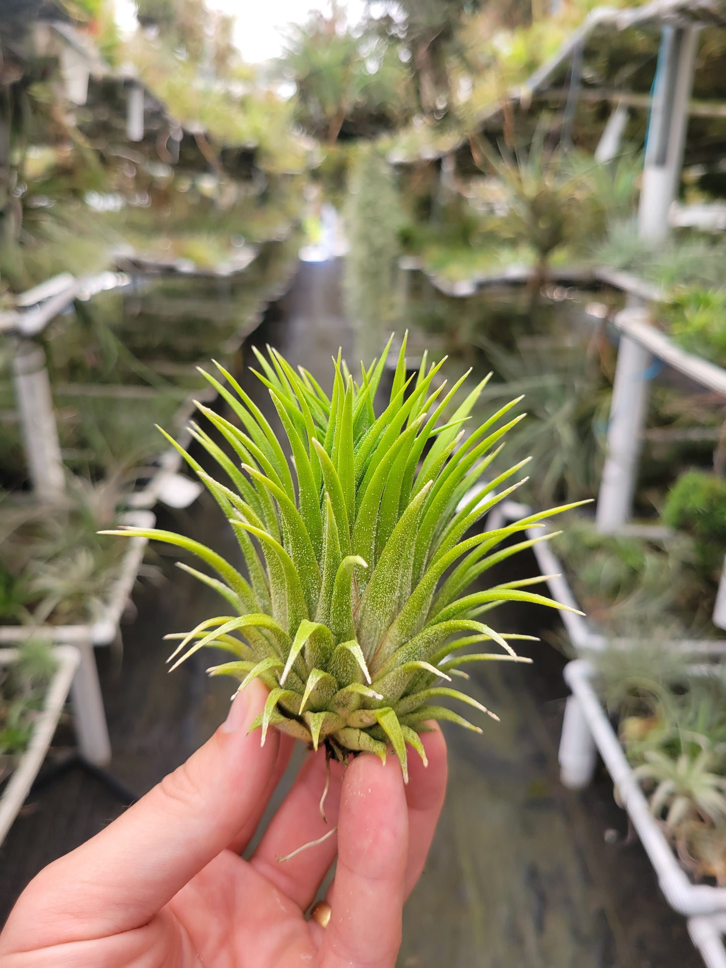 Tillandsia ionantha 'Sumo Size' White