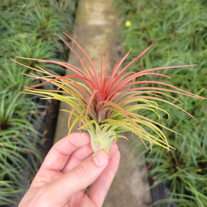 Tillandsia 'Rainforest Red'