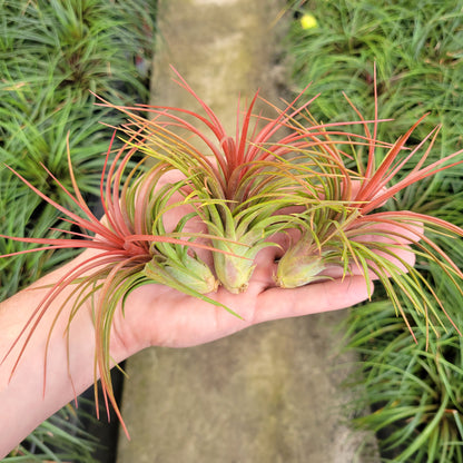 Tillandsia 'Rainforest Red'