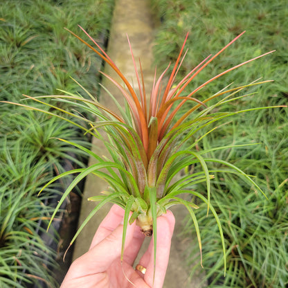 Tillandsia 'Rainforest Red'