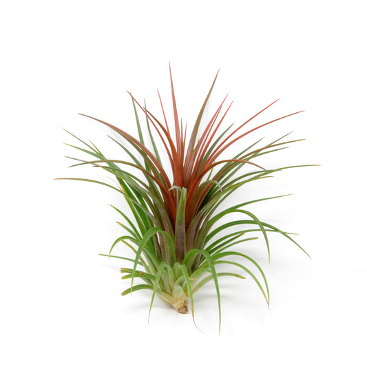 Tillandsia 'Rainforest Red'