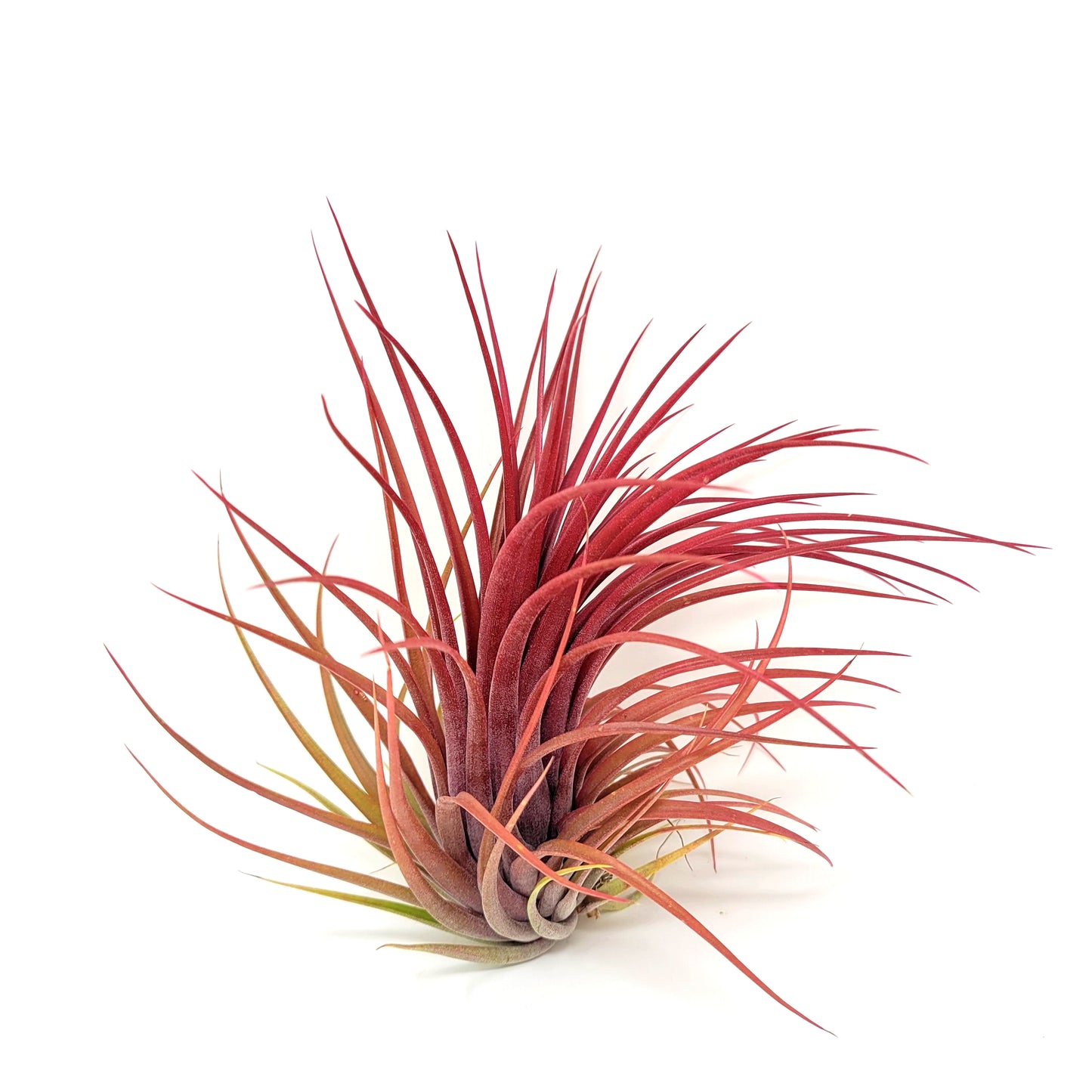 Tillandsia 'Rainforest Red'