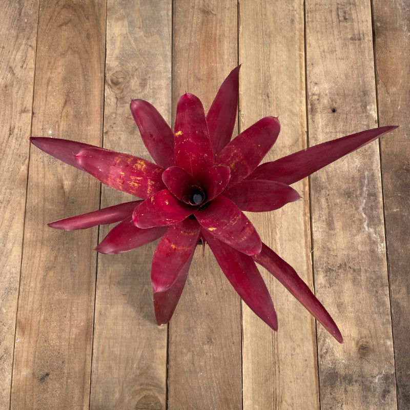 Neoregelia 'Red Sensation'