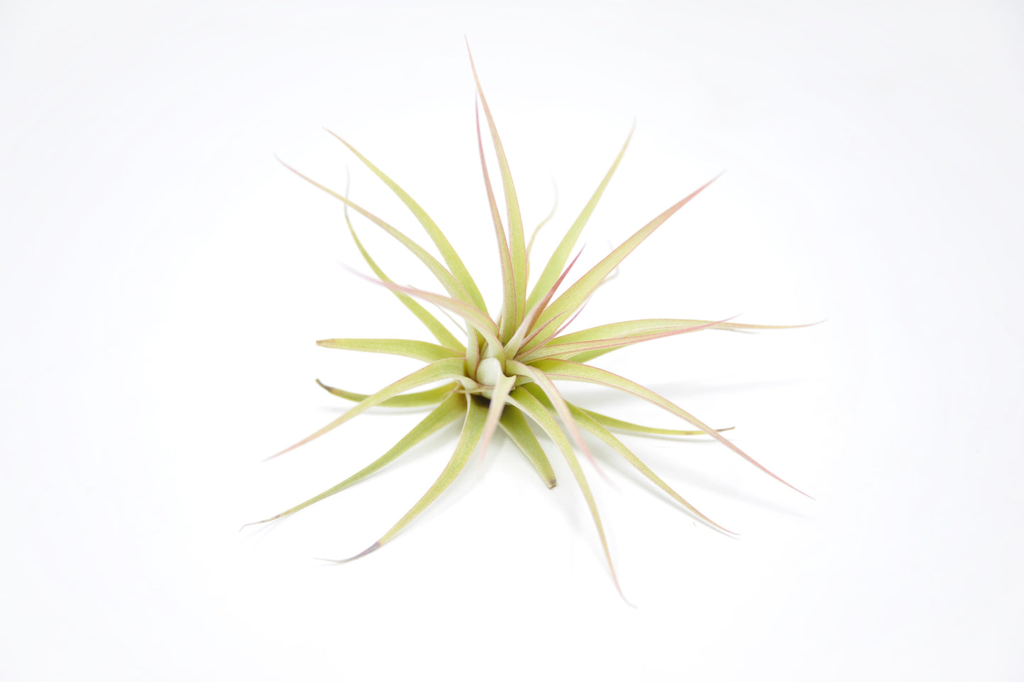 Tillandsia 'Redy's Best'